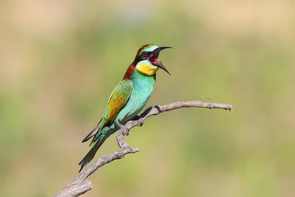 Bee eater grita —  Fotos de Stock