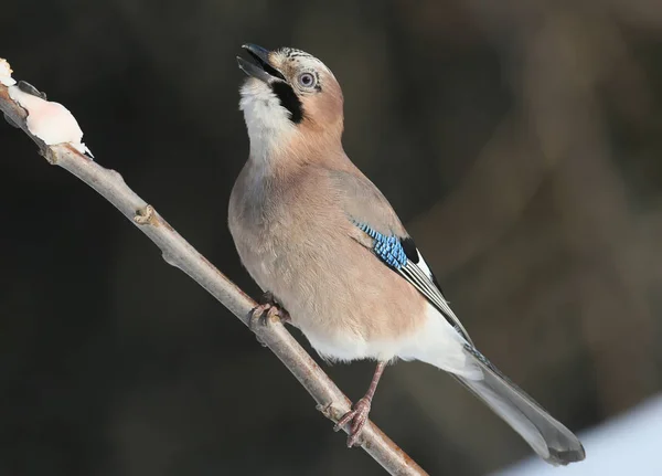 Jay op tak — Stockfoto