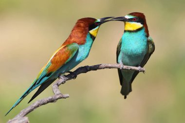 Besleme Birds ritüel