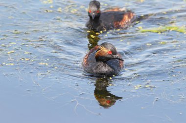Kara boyunlu dalgıç