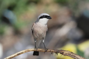 Bir branch2 üzerinde damat
