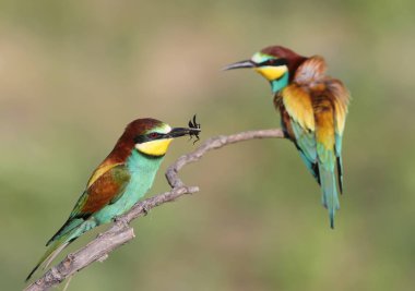 Bee-eaters Çift