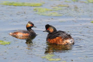 kara boyunlu batağan