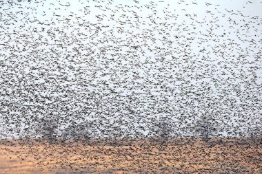 Büyük bir sığırcık sürüsü