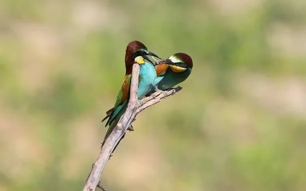 Besleme ritüel bee-eaters — Stok fotoğraf