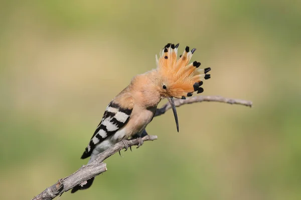 Wiedehopf-Zucht singt — Stockfoto