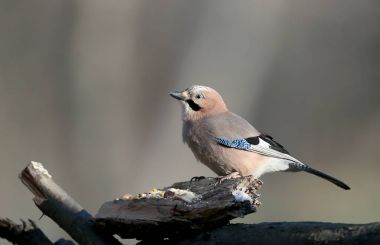 A lone jay on a log clipart