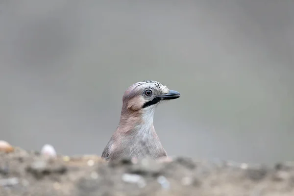 Eichelhäher posiert für Fotografen — Stockfoto