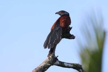 Coucal üstünde palmiye