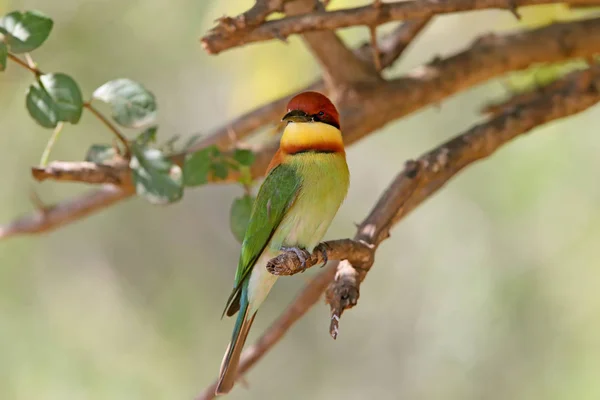 hestnut-headed bee-eater