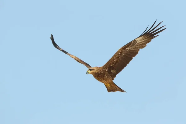 Siyah uçurtma uçuş