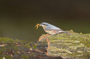 Avrupa sıvacı kuşu un solucanlar gagasında tutar.