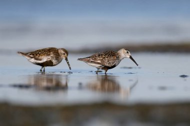 İki Dunlin besleme.