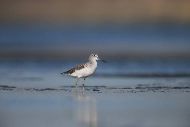 Greenshank izlerken fotoğrafçı. 
