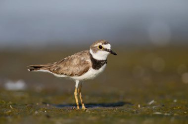 Cesur küçük halkalı cılıbıt