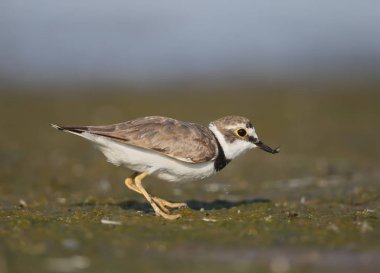 Gaga gıda ile küçük bir halkalı cılıbıt