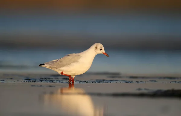 Zwarte headed gull in ochtend licht — Stockfoto