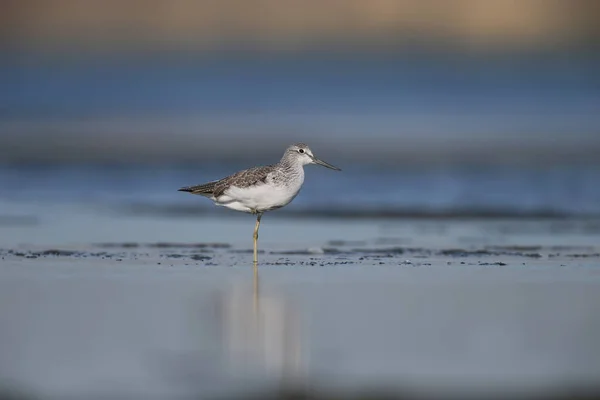 Greenshank izlerken fotoğrafçı — Stok fotoğraf