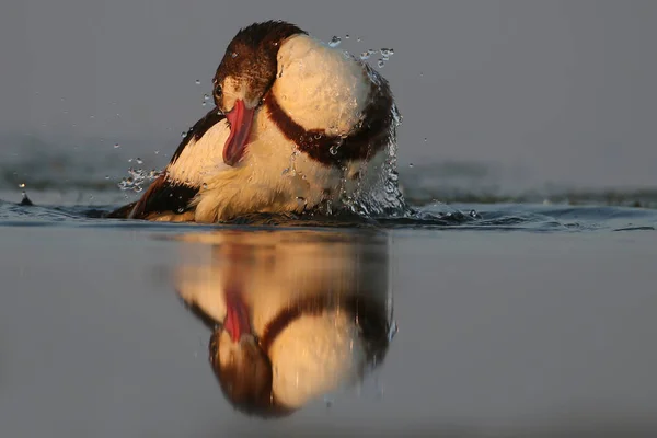 Eine Ente badet am frühen Morgen genüsslich in der Mündung. — Stockfoto