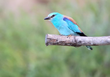 Silindir dalda oturur