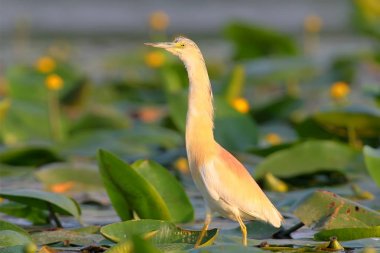 Güzel scuacco heron üzerinde yapraklar