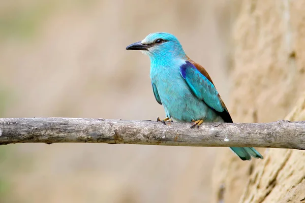 European roller on branch — Stock Photo, Image