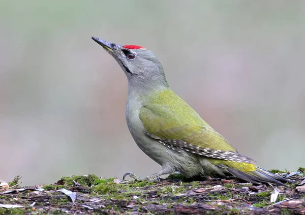 Gri ağaçkakan portre portre. 