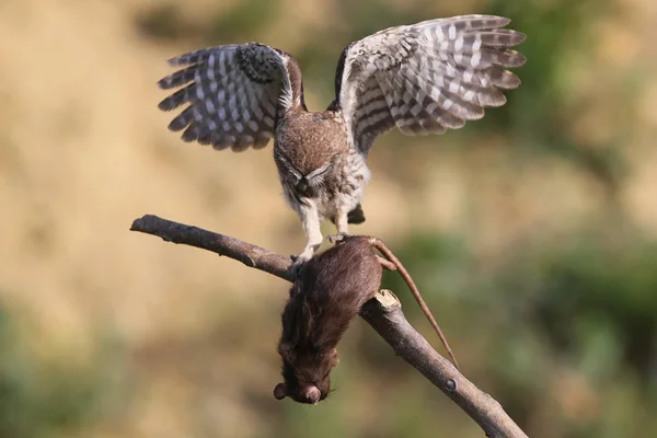 Eine junge kleine Eule sitzt auf einem Ast und hält eine Ratte mit einer Pfote — Stockfoto