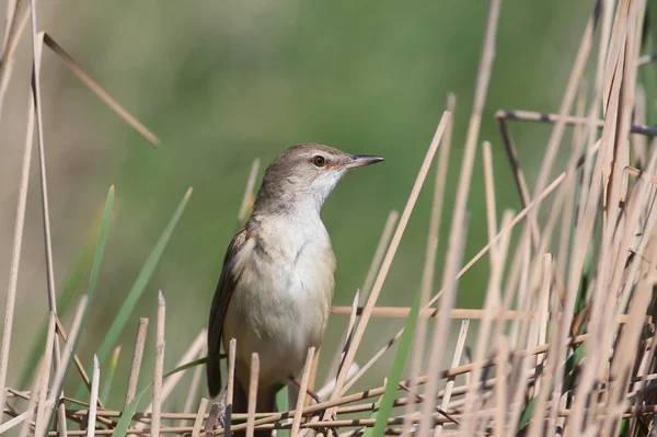 Gran Reed Warbler — Foto de Stock