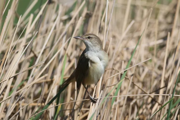 büyük kamışçın