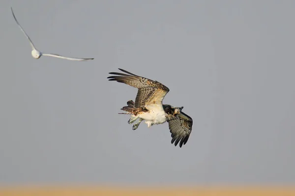 Gaivota persegue a ospreia — Fotografia de Stock