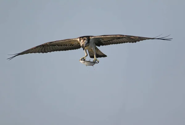 Balbuzard pêcheur a attrapé un mulet et se tient dans les pattes — Photo