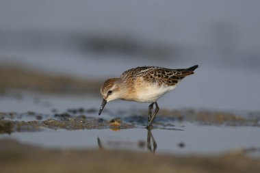 sabah ışık gölde beslenirler