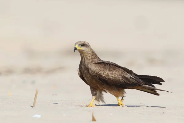 Nero aquilone camminare su sabd . — Foto Stock