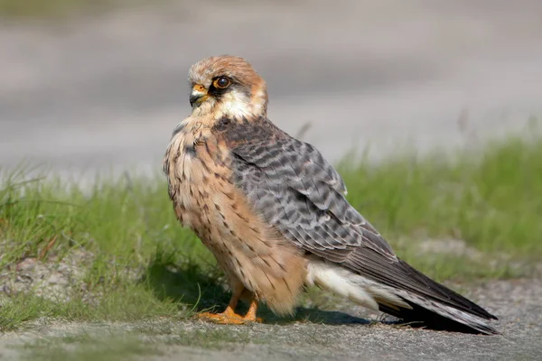 Mooie kleine roofdier — Stockfoto