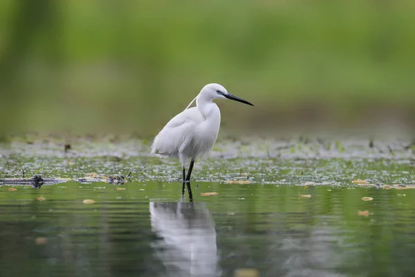 Pretty white heron — Stock Photo, Image