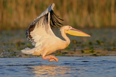 Su, beyaz Pelikan nake