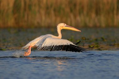Beyaz Pelikan çıkar
