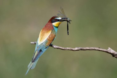 Avrupa Arı yiyici catch büyük yusufçuk