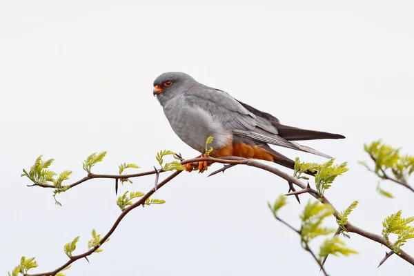 Rode footed falcon poseren — Stockfoto