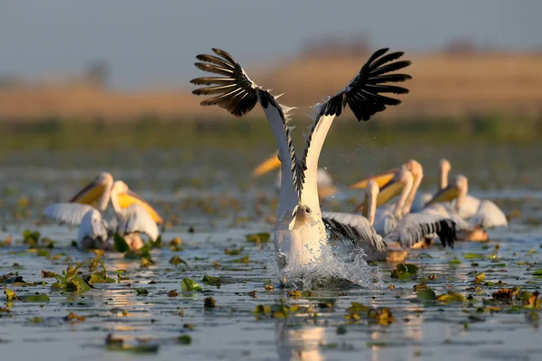 Arka bakmak beyaz Pelikan