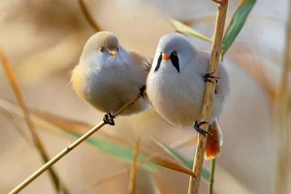 A pair of bearded tit rest — Stockfoto