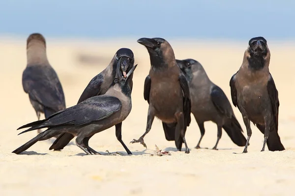 Family of house crows feeding one chcik — Stock Photo, Image