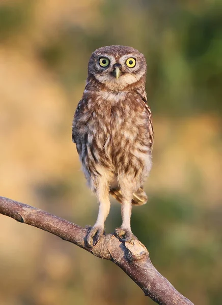 コキンメフクロウを見てのひよこ — ストック写真