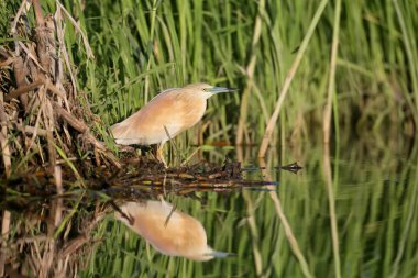 Su yansıması ile portre alaca balıkçıl