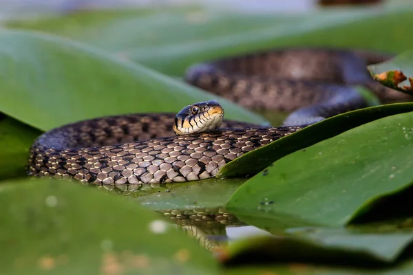 주사위 뱀 나머지 — 스톡 사진