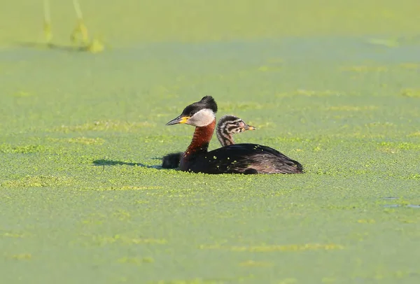 Mama en zoon red-necked fuut — Stockfoto