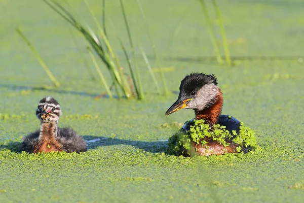 Vrouwelijke red-necked fuut met kuiken — Stockfoto