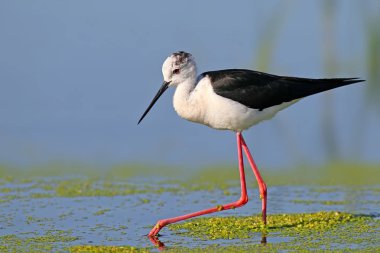 Ölçü yürüyen siyah kanatlı