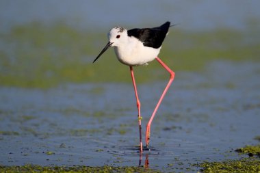 Siyah kanatlar ölçü